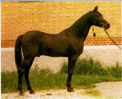 Ghariba.jpg - 43475 Bytes