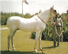 Nazeer9.jpg - 26767 Bytes