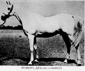 Shahloul3.jpg - 14827 Bytes