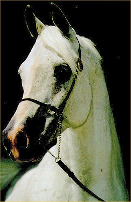 Shaikh_al_Badi-a.jpg - 28077 Bytes