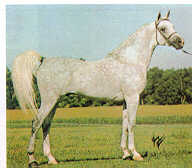 Shaikh_al_Badi10.JPG - 6355 Bytes