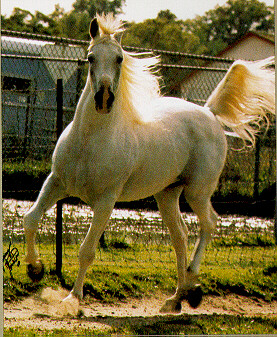 Shaikh_al_Badi3.JPG - 96545 Bytes